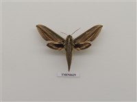 藏品(棕綠背線天蛾)的圖片